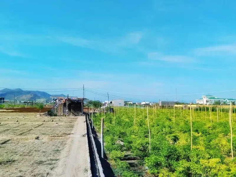 san hô hòn đỏ ninh thuận