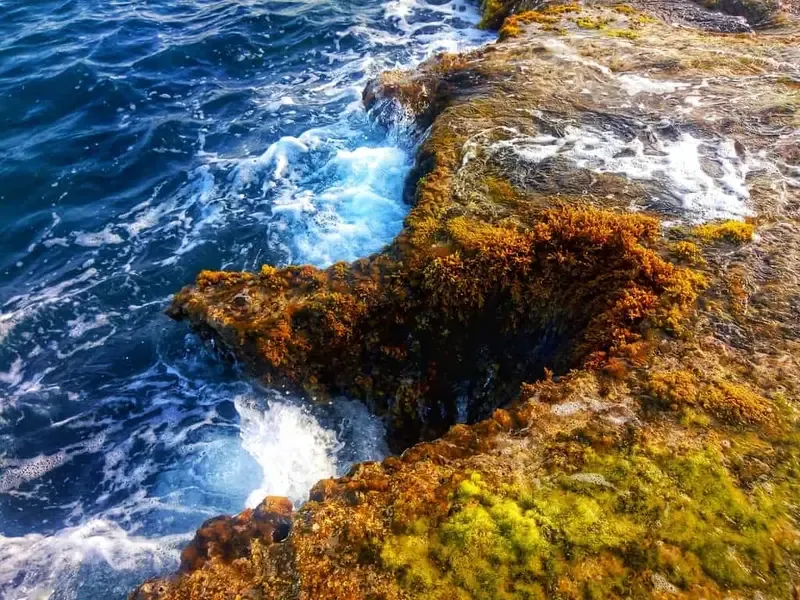 san hô hòn đỏ ninh thuận