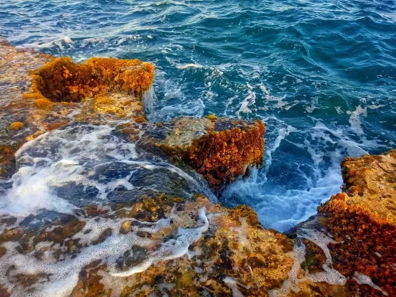 san hô hòn đỏ ninh thuận