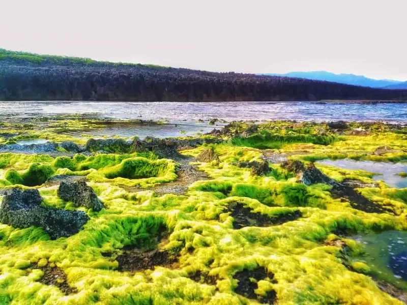 san hô hòn đỏ ninh thuận