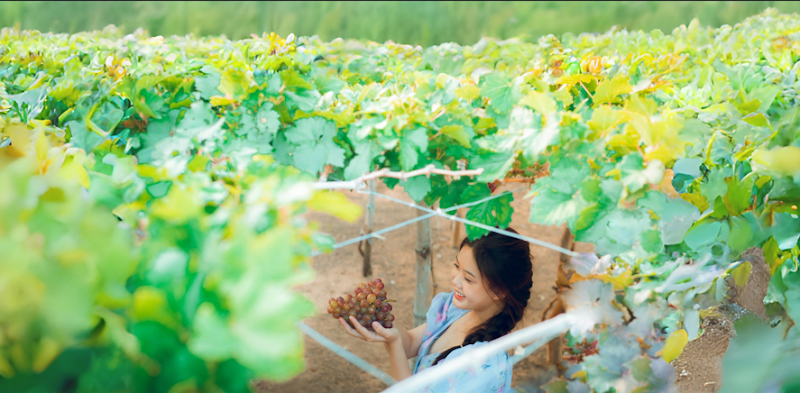 Hoa Nắng Farm - Vườn nho Thái An